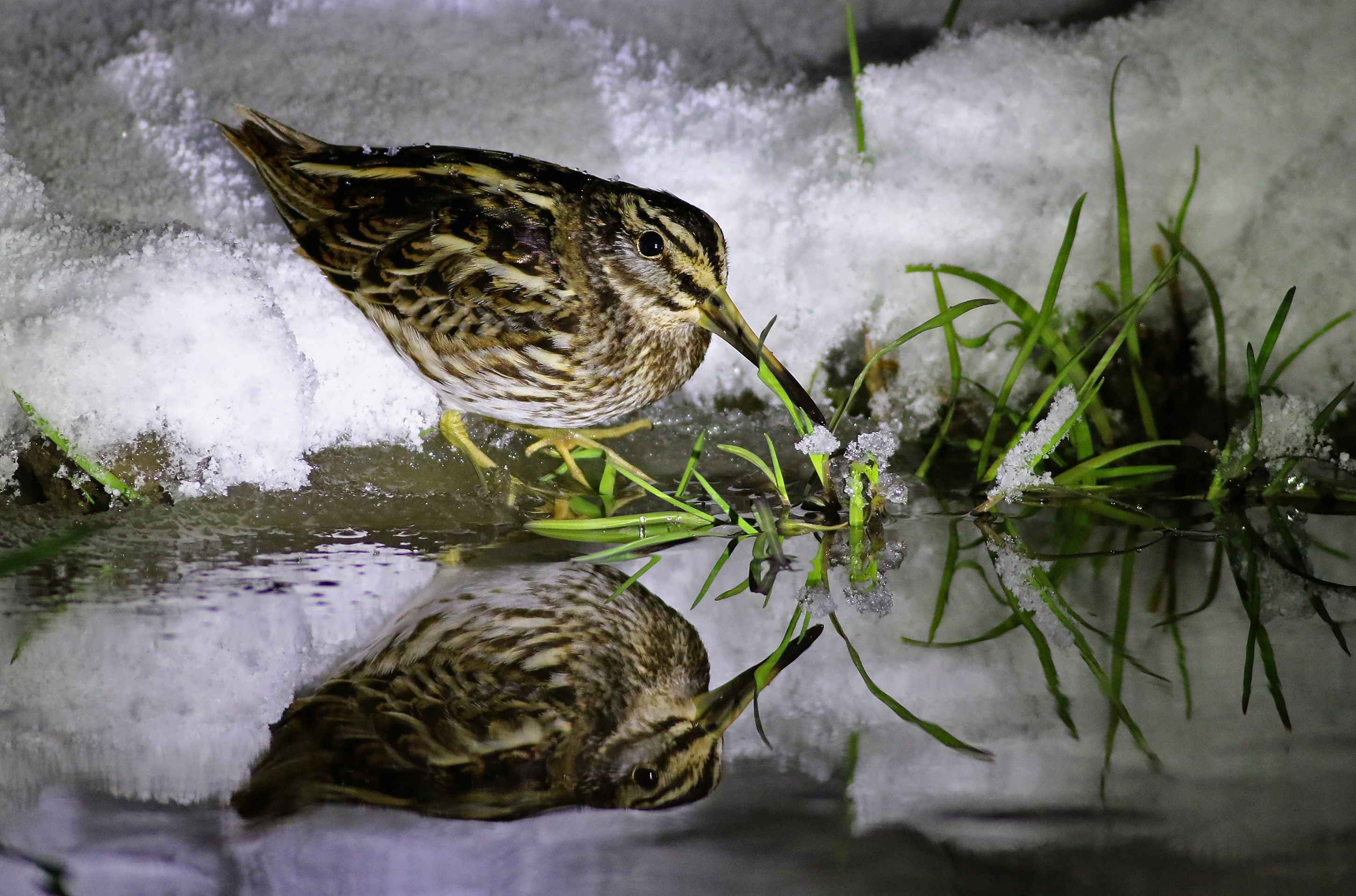 Jack Snipe